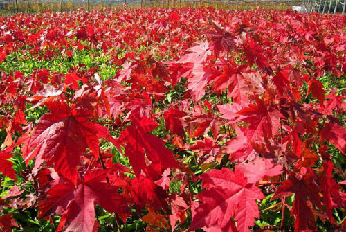 紅楓樹(shù)冠球形綠地中栽植觀(guān)賞 紅楓樹(shù)冠球形綠地中栽植觀(guān)賞