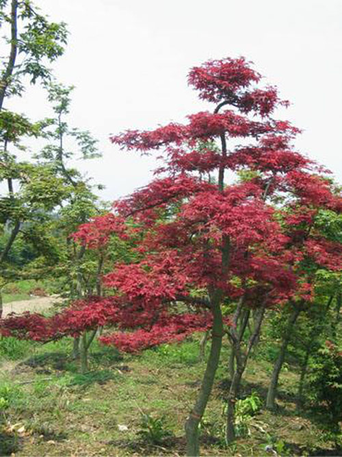 紅楓苗木繁殖技術(shù)采用組織培養技術(shù)進(jìn)行繁殖