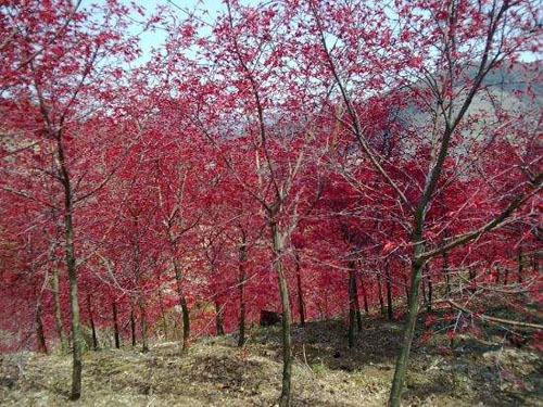 紅楓植物修剪的時(shí)間樹(shù)種樹(shù)冠的構成