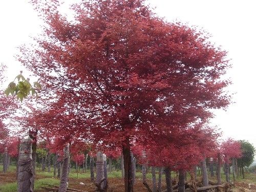 紅楓樹(shù)木的結實(shí)規律