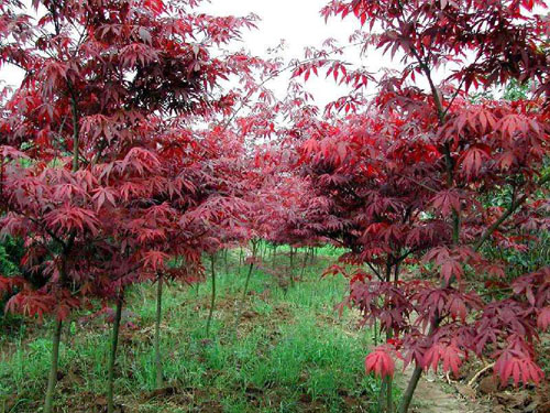 紅楓樹(shù)木的結實(shí)規律