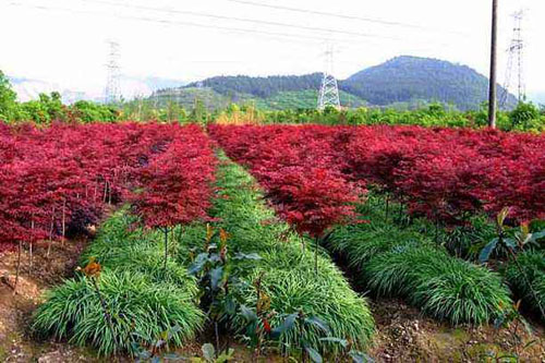 紅楓苗木的水分含量與移植成活方向和趨勢觀(guān) 紅楓苗木的水分含量與移植成活方向和趨勢觀(guān)