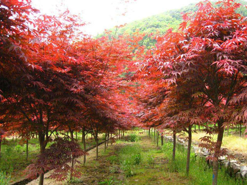 美國紅楓植物樹(shù)木光合作用與呼吸作用之間的平衡