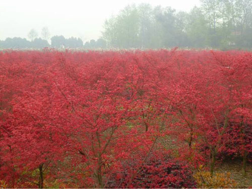 tGľֲBog(sh)