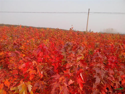 美國紅楓1年定苗密度對生苗木生長(cháng)的影響